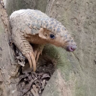 食蟻動物研究室（蟻窩）